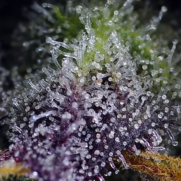 Super Boof XL Auto (Sweet Seeds) feminizovaná