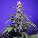 Permanent Marker XL Auto (Sweet Seeds) feminizovaná