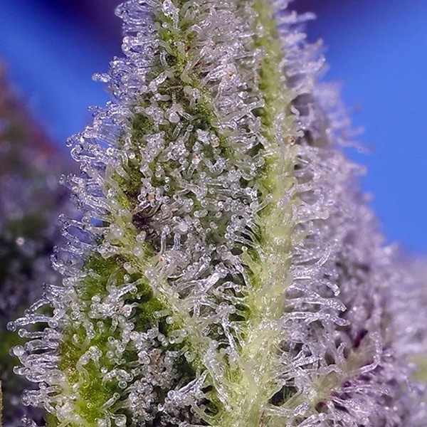Permanent Marker XL Auto (Sweet Seeds) Feminizovaná