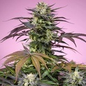 Gelonade (Sweet Seeds) feminizovaná