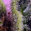 Gelonade (Sweet Seeds) feminizovaná