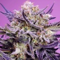 Pink Guava F1 Fast Version (Sweet Seeds) Feminizovaná