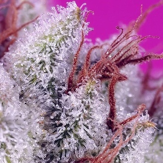 Pink Guava F1 Fast Version (Sweet Seeds) Feminizovaná