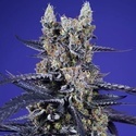 Delicious & Resinous Mix Auto (Sweet Seeds) Feminizovaná