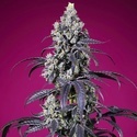 American Pie Mix (Sweet Seeds) Feminizovaná