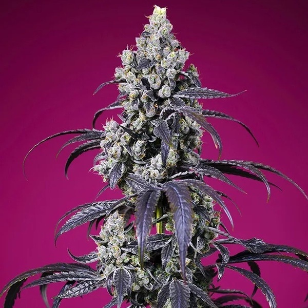 American Pie Mix (Sweet Seeds) Feminizovaná