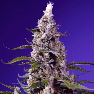 American Pie Mix (Sweet Seeds) Feminizovaná