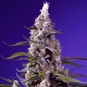 American Pie Mix (Sweet Seeds) Feminizovaná