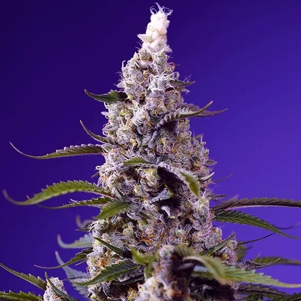 American Pie Mix (Sweet Seeds) Feminizovaná