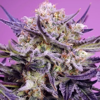 Terp Explosion Mix (Sweet Seeds) Feminizovaná