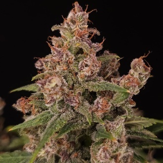 Banana Purple Auto (Paradise Seeds) feminizovan&aacute;