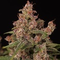 Banana Purple Auto (Paradise Seeds) feminizovaná