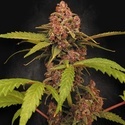 Banana Purple Auto (Paradise Seeds) feminizovaná