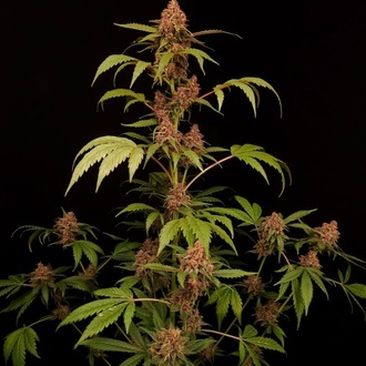 Banana Purple Auto (Paradise Seeds) feminizovaná