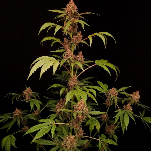 Banana Purple Auto (Paradise Seeds) feminizovaná