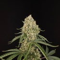 Tropical Fruit Cake (Paradise Seeds) – feminizovaná