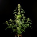 Tropical Fruit Cake (Paradise Seeds) – feminizovaná