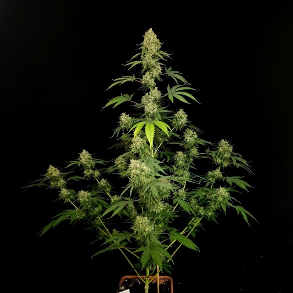 Tropical Fruit Cake (Paradise Seeds) – feminizovaná