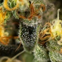 Tropical Fruit Cake (Paradise Seeds) – feminizovaná