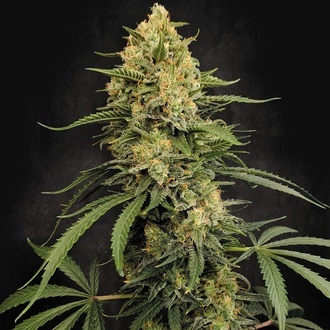 Zesty Bliss (Paradise Seeds) Feminizovan&aacute;