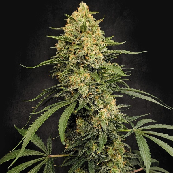 Zesty Bliss (Paradise Seeds) Feminizovaná