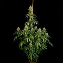 Zesty Bliss (Paradise Seeds) Feminizovaná