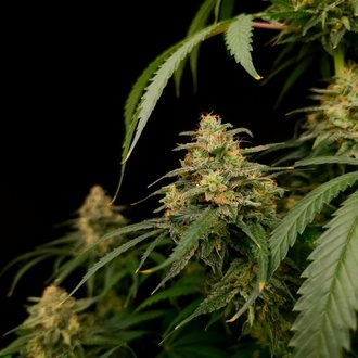 Zesty Bliss (Paradise Seeds) Feminizovaná