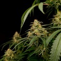 Zesty Bliss (Paradise Seeds) Feminizovaná