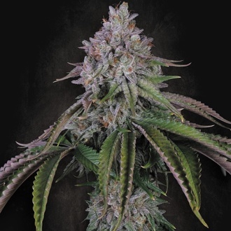 Velvet Mist (Paradise Seeds) Feminizovan&aacute;