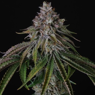 Velvet Mist (Paradise Seeds) Feminizovaná
