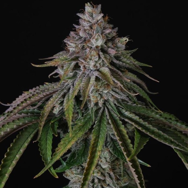 Velvet Mist (Paradise Seeds) Feminizovaná