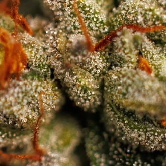 Velvet Mist (Paradise Seeds) Feminizovaná