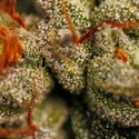 Velvet Mist (Paradise Seeds) Feminizovaná