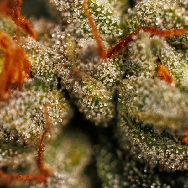 Velvet Mist (Paradise Seeds) Feminizovaná