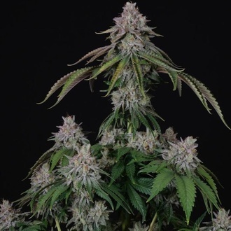 Velvet Mist (Paradise Seeds) Feminizovaná