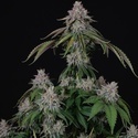 Velvet Mist (Paradise Seeds) Feminizovaná
