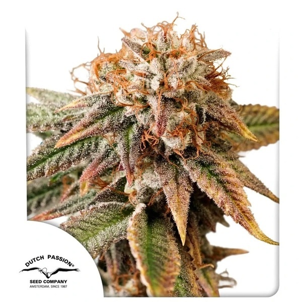 Samonakvétací Kingston Punch (Dutch Passion) – feminizovaná