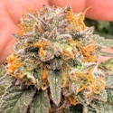 Samonakvétací Kingston Punch (Dutch Passion) – feminizovaná