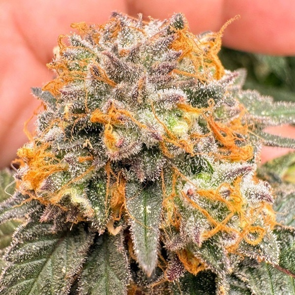 Samonakvétací Kingston Punch (Dutch Passion) – feminizovaná