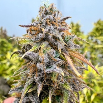 Samonakvétací Kingston Punch (Dutch Passion) – feminizovaná