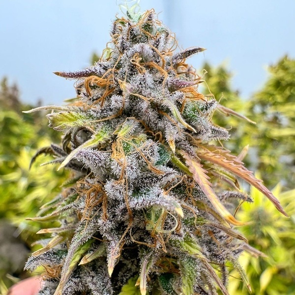 Samonakvétací Kingston Punch (Dutch Passion) – feminizovaná