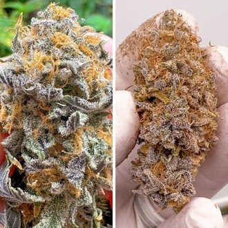 Samonakvétací Kingston Punch (Dutch Passion) – feminizovaná