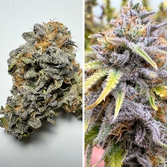 Samonakvétací Kingston Punch (Dutch Passion) – feminizovaná