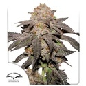 Kingston Punch (Dutch Passion) feminizovaná