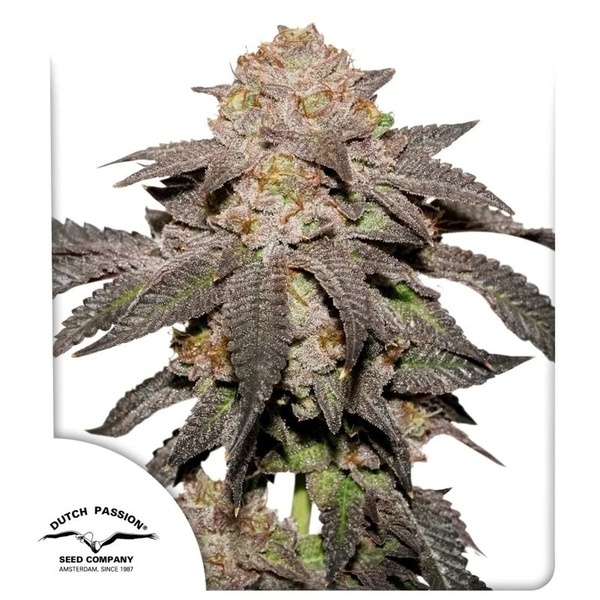 Kingston Punch (Dutch Passion) feminizovaná