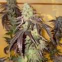 Kingston Punch (Dutch Passion) feminizovaná