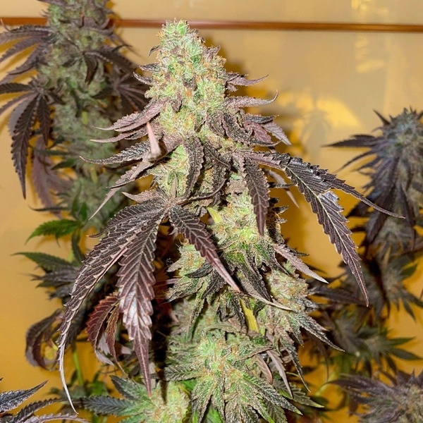 Kingston Punch (Dutch Passion) feminizovaná