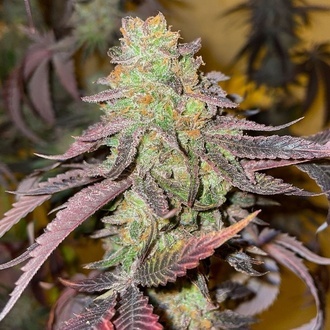 Kingston Punch (Dutch Passion) feminizovaná