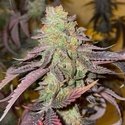 Kingston Punch (Dutch Passion) feminizovaná