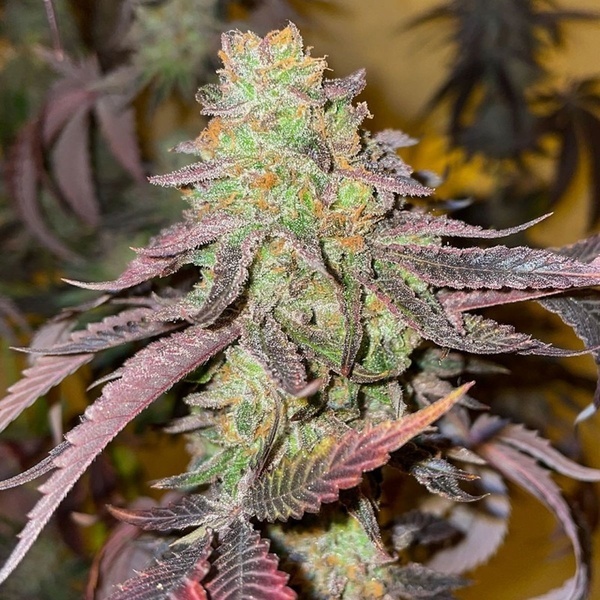 Kingston Punch (Dutch Passion) feminizovaná